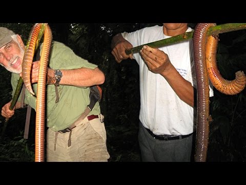 GIANT EARTHWORM DISCOVERED 