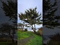 winding coastal path - pathsandwaves.com #tree #hike #ocean #photography #oregon #pnw