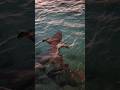 Spotted Sharks 🦈 at Maldives 🇲🇻 #maldives #sharks #shark #maldivesbeach #maldivesresorts