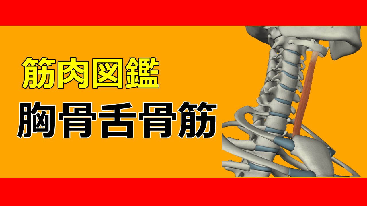 筋肉動画図鑑 胸骨舌骨筋 筋肉研究所 Youtube 筋肉動画図鑑 胸骨舌骨筋 筋肉研究所 Youtube