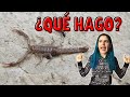 ¿Qué hago si me encuentro un  ESCORPIÓN? 😱⚠️+ Tips para evitar encontrarlos😎| Bicheando en casa#3