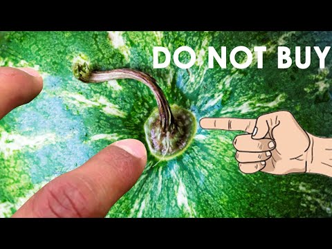 Video: Sådan Vælger Du En Nitratfri Vandmelon (moden, Sød Og Velsmagende) + Video