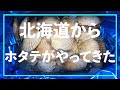 北海道根室からホタテ４キロやってきました。