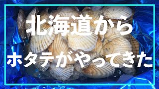 北海道根室からホタテ４キロやってきました。