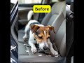 Dog Car Seats That Keep Your Pet Safe and Happy on Every Trip!