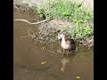 捕食者に出会ってしまったカルガモ親子の反応【身近な生き物】