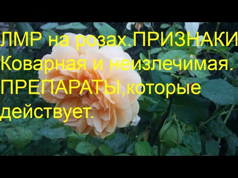 НЕИЗЛЕЧИМАЯ ЛМР НА РОЗАХ.ПРИЗНАКИ И ПРЕПАРАТЫ.Бич моего сада.