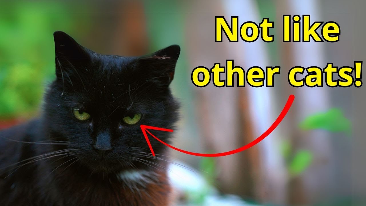 10 Surprising Facts About Black Cats You Never Knew!