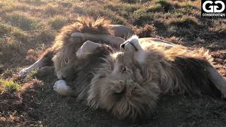 Cuddle Puddle Of Lion Magnificence
