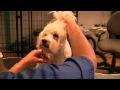 Learn How to Groom a Maltipoo at Home Grooming Maltipoos