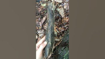 MACRO REVEAL!? #mushroom