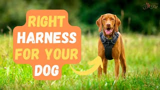 DON'T Pull Your Dog's Neck: How to Choose the Right Dog Harness by Keeping Pet 68 views 11 months ago 3 minutes, 41 seconds