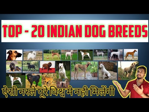 वीडियो: अपने आश्रय कुत्ते को खोजने के लिए 7 युक्तियाँ