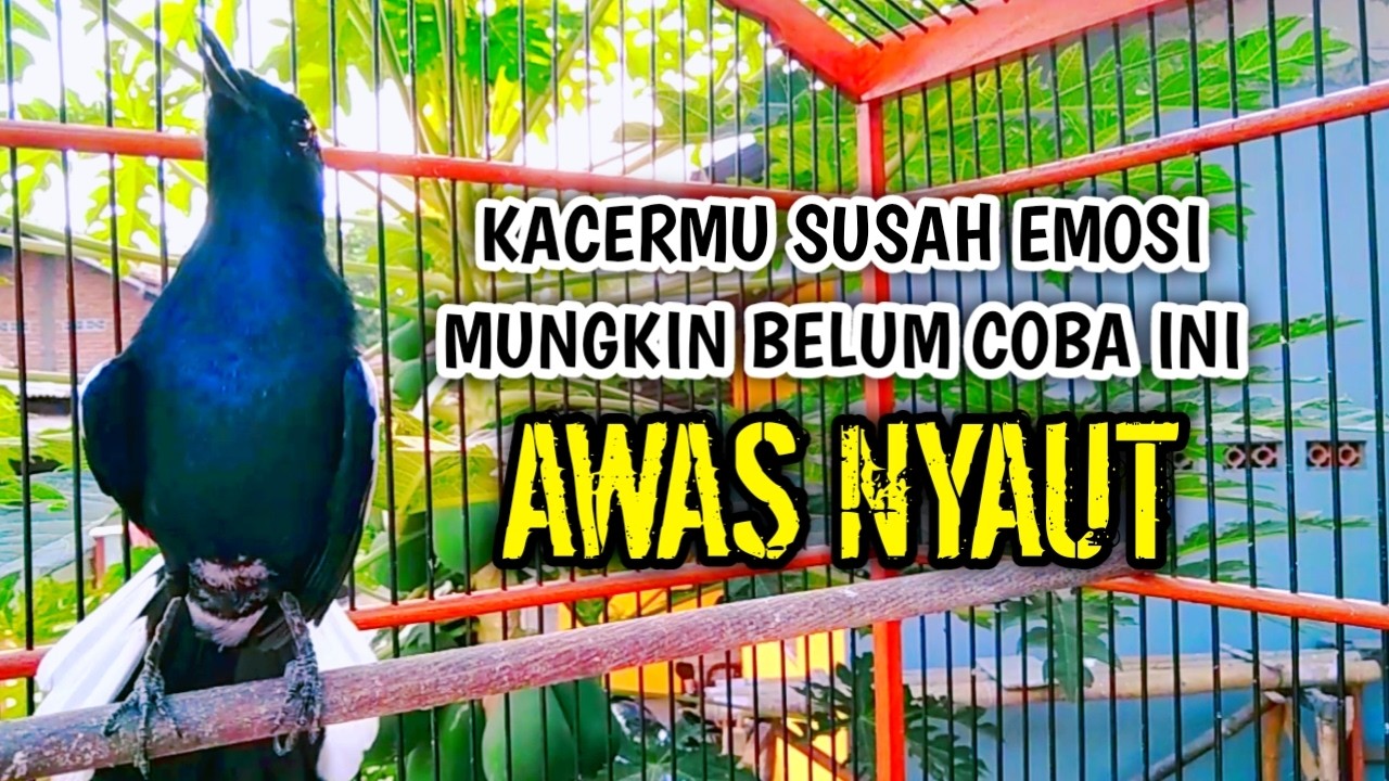 KACERMU SUSAH EMOSI COBA INI AWAS NYAUT !! PANCINGAN KACER GACOR PASTI NYAUT AMPUH.