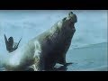 Elephant Seals | Life in the Freezer | BBC Earth