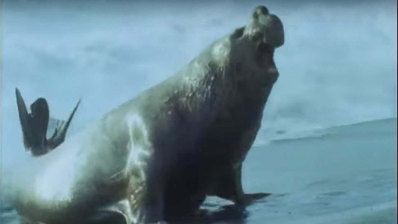 ⁣Elephant Seals | Life in the Freezer | BBC Earth