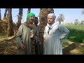 صعيدي بيدور علي اثار تحت النخله والشيخ نصب عليه هتموت من الضحك