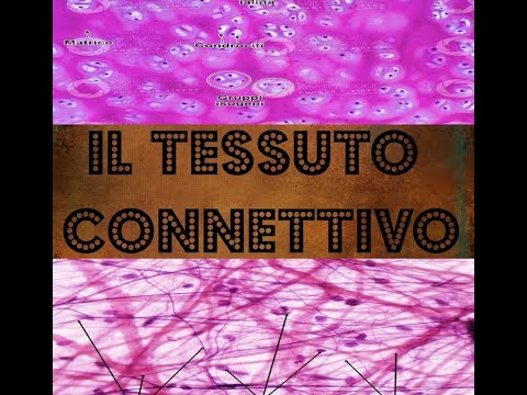 Il Tessuto Connettivo