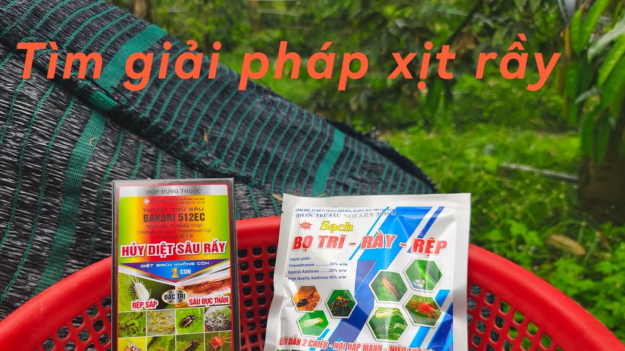 # 197 Gió đông mạnh vào mùa nắng