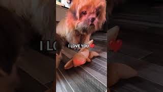 Download Lagu CUTEST DOG #sayhi #puppy #youtubeshorts #shorts MP3