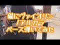 アルカラ - 猫にヴァイオリン【ベース弾いてみた】