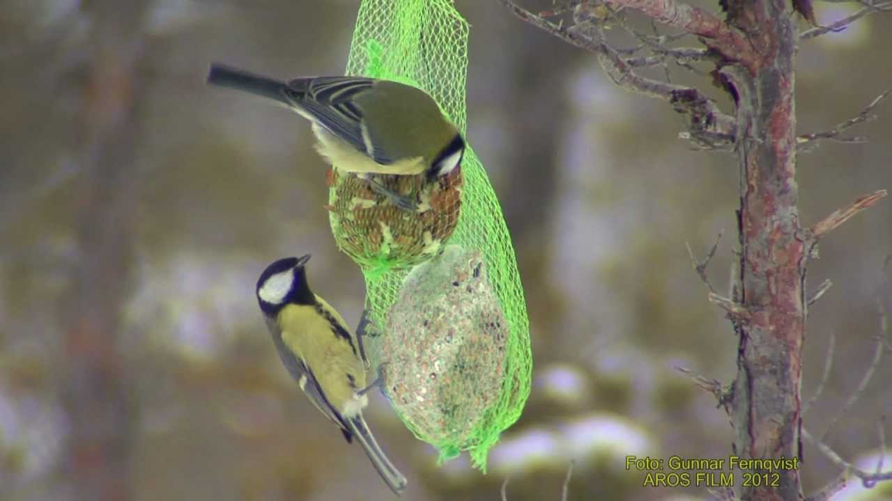 MESAR PÅ NÖTPÅSE  Klipp - 962  S/U