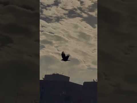 Egypt,cair    #египет #жизнь #жизньвгороде #каир #учеба #shorts #знание #ислам #нашид #cairo #отдых