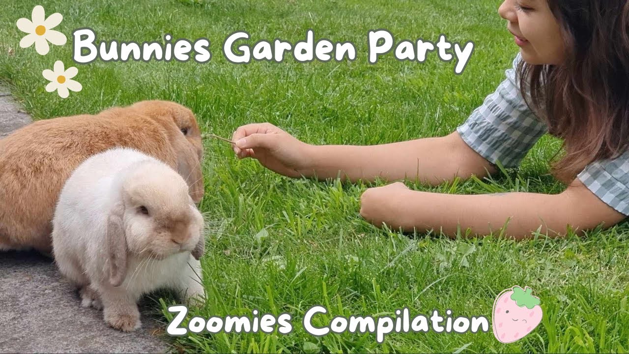 indoor-free-roam-rabbits-explore-their-new-garden-mini-lop-bunnies