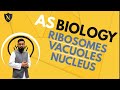 RIBOSOMES, VACUOLES and NUCLEUS | AS Level Biology | D.N.A. Dr Noor Muhammad