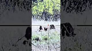 Big bear hunting #shorts #bear #hunting