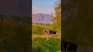 viralpostonyoutube#naturereels view of m#morningmotivation #nature  cow viral Islamic post viralvide