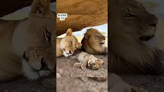 Top 10 Animals Fart💀😂 | #viral