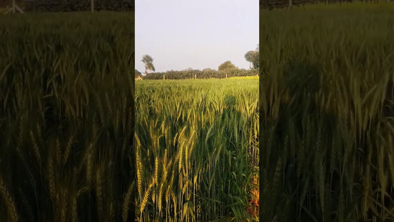 આમના નાના સે falyia