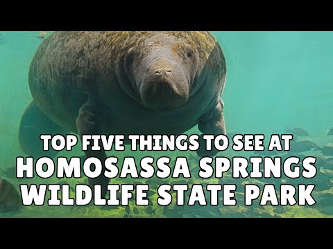 Homosassa Springs State Park - Top 5 things to see at this unique Florida attraction