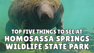 Homosassa Springs State Park - Top 5 things to see at this unique Florida attraction