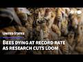 US beekeepers fear research cuts as hive populations plummet | AFP