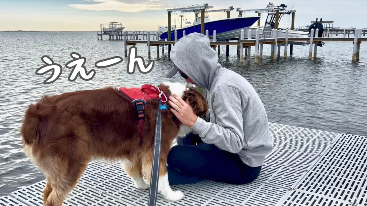 釣りに夢中な息子に遊んでもらえなくてお父さんに泣きつく大型犬｜オーストラリアンシェパード