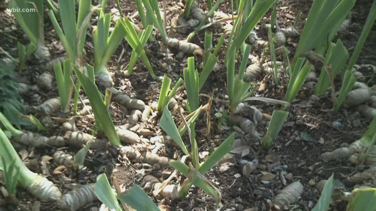 Keeping your landscape in top shape: Taking care of Irises