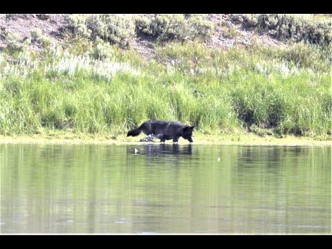 Yellowstone Gray Wolf Plays Like a Puppy in the Yellowstone River