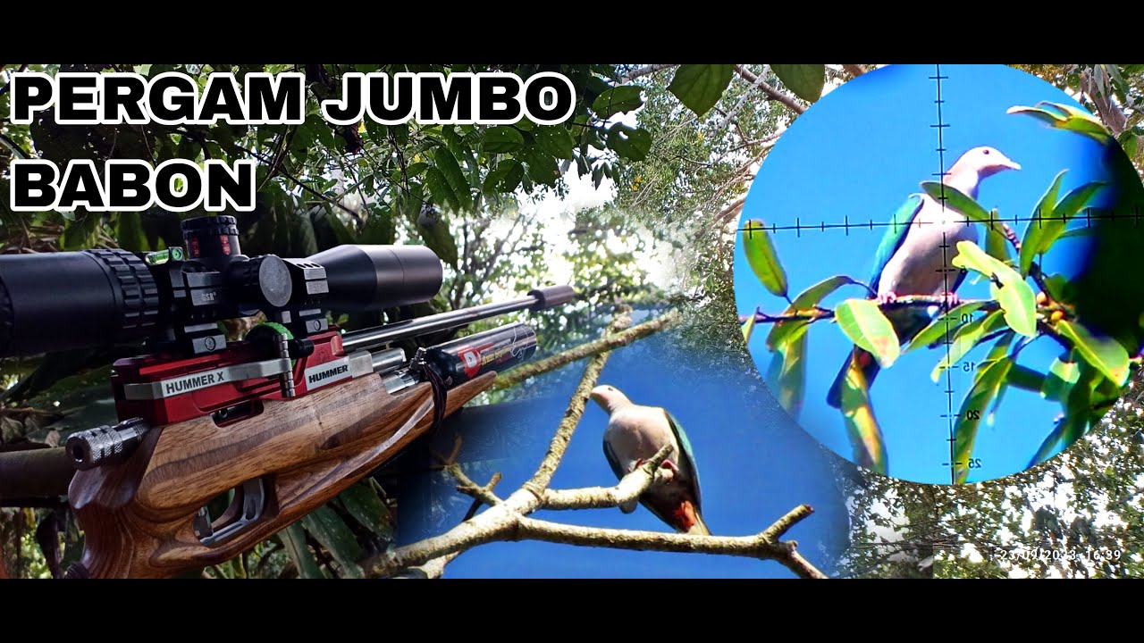 ❗P3RG4M JUMBO // BERBURU PERGAM ❗SPOT RAHASIA. Awn slug / Hummer x