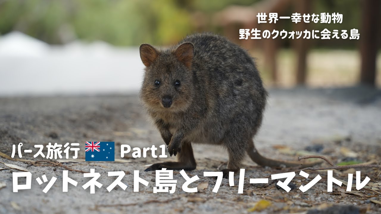 大自然と世界一幸せな野生動物に会い、19世紀の街並みを楽しむ　パース旅行part1　#フリーマントル #ロットネスト島 #パース #クウォッカ #オーストラリア #vlog