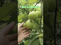 @Guava||yt#ytstudeo#youtubeshort#ytshorts#viral#reels #ytshortsindia #earthfocus #beautifulnature