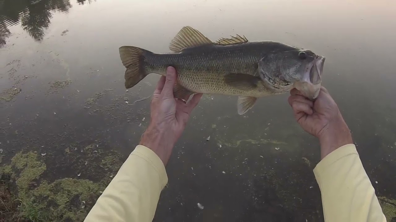 Farm Pond Bass Fishing – Aug 2026