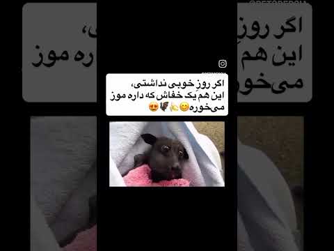 تا حالا موز خوردن خوفاشو دیده بودید