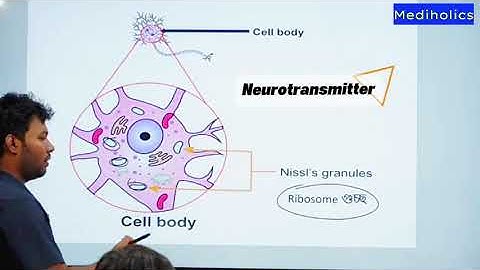 নিউরোট্রান্সমিটার(Neurotransmitter)কি?HSC Zoology অধ্যায়:০৮ সমন্বয় ও নিয়ন্ত্রণ Dr. Razin(Shmc)