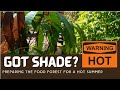 Preparing for summer heat  shade for the food forest