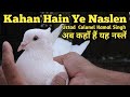 High flyer pigeonof lucknowwith ustad colonel kamal singhjaipur tonk pigeons