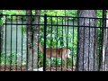 Cute baby deer 🦌outside our house! #animals #nature
