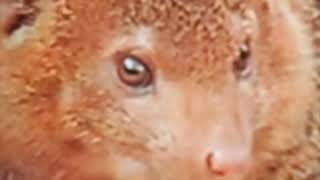 Download Lagu suara pikat garangan terbaru sangat ampuh mp3@MShunter MP3