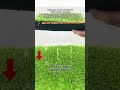 Limited-time special offer on artificial turf🎉 45% OFF Limited- Time Offer! (US Only) #PetTurf